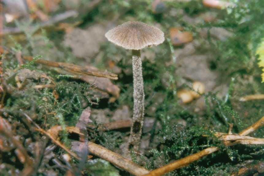 Entoloma foetidum           Hesler